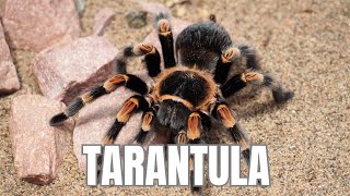 The Amazing World of Tarantulas for Kids [upl. by Chemarin]