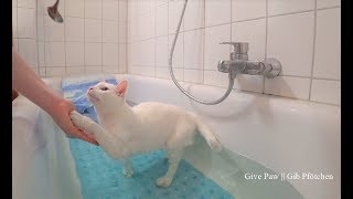 Siamese Cats do Tricks in Water Bathtub  Siamkatzen machen Tricks im Wasser Badewanne [upl. by Adim]