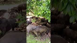 garden animal pigs shorts [upl. by Sulamith924]