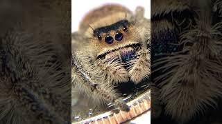 Cute Jumping Spider [upl. by Stan]