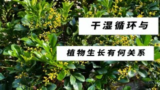 土壤干湿循环到底有何用？与植物生长有何关系？ [upl. by Nnaeiram]