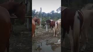 Rancho Furquim santos cavalo marchador [upl. by Charmine]