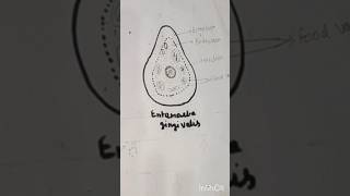 Entamoeba gingivalis। entamoeba diagram। shortvideo easydrawing BioDiagram। [upl. by Nylad837]