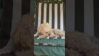 BUON FERRAGOSTO canedivertente cane dog funny ferragosto [upl. by Aileduab815]