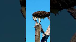 Ospreys Incredible Catch 🦅😲 [upl. by Bertha502]