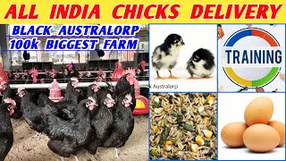 Biggest Black Australorp farm in India  hatching eggs Chicks Feed Training in Kkr Farms Pvt Ltd [upl. by Acnalb]