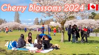 🇨🇦 4K 🌸 2024 Cherry Blossoms Festival at Garry Point Richmond BC Canada [upl. by Atteugram]