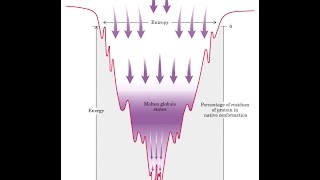 Proteins Fold into a Conformation of Lowest Energy [upl. by Assenahs901]