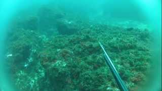 Pescas de Inverno III  Azores Spearfishing [upl. by Yr199]