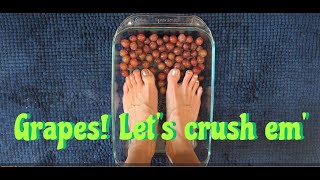 Feet ASMR with Crunchy Tingly Grapes [upl. by Ilram988]