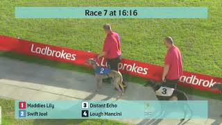 Crayford Greyhounds Races on 4th October 2024 [upl. by Nylsoj]