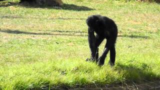 Bonobo La vallée des singes [upl. by Anniroc]