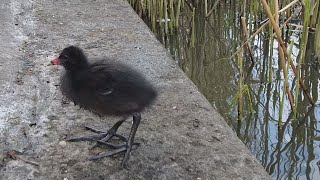 Moorhens amp their young  Spring 2021 [upl. by Eivad]