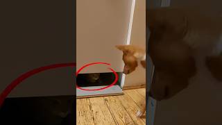 DO Basenji Dogs REALLY Want to Catch This Sneaky Cat basenji pets basenjibreed basenjilife [upl. by Yenahteb990]