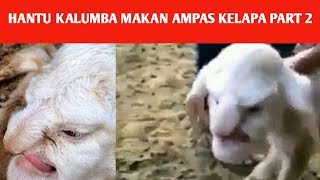 Hantu KALUMBA MAKAN AMPAS KALAPA Part 2Ekspedisi Merah Gorontalo [upl. by Derdle]