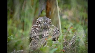 LelekCaprimulgus europaeusNightjar [upl. by Lehmann]