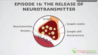 016 The Release of Neurotransmitter [upl. by Gustin]