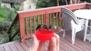 HandFeeding Hummingbirds [upl. by Abdu25]