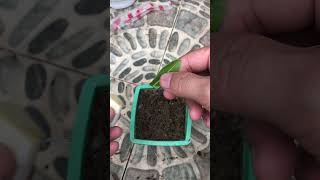 tips for propagating Ixora coccinea flower leaves in sand [upl. by Ahsal552]