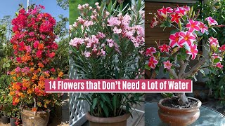 14 Flowers that Don’t Need a Lot of Water [upl. by Atinrev]