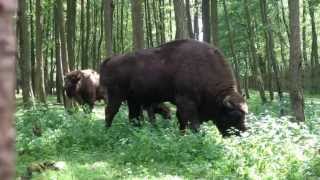 Wiesent Europäischer Bison [upl. by Hans]