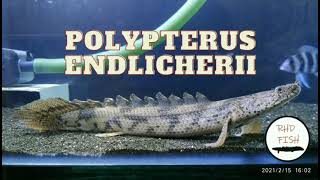 Polypterus Profile  EndlicheriSaddled Bichir Ikan Palmas Endlicheri [upl. by Bourn]