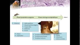 Trypanosomiase humaine africaine Maladie du Sommeil [upl. by Amiel]