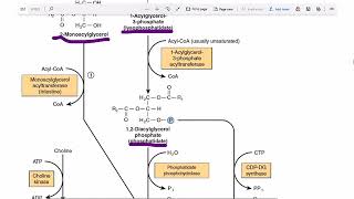 Phosphatidylinositol 45 bisphosphate  Biosynthesis  Phospholipid Biosynthesis [upl. by Anyahc810]