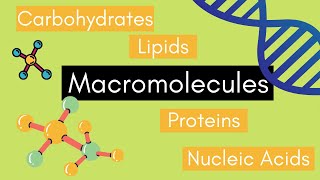 Beginners Guide to MACROMOLECULES [upl. by Fagan499]