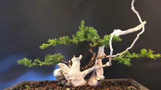 How to do a Juniper bonsai tanuki for 10 Euro Have to watch [upl. by Dnumde375]