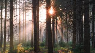 Forest Bath  Beautiful Chill Music Mix [upl. by Nalat]