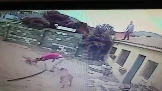 Dogs Attack Robber Who Break Into A Building Tear His Clothing [upl. by Ime361]