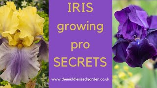 Iris growing  how to choose plant and grow irises [upl. by Kletter]