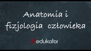 22 Anatomia i fizjologia człowieka  tutorial edukatorpl [upl. by Aseral]