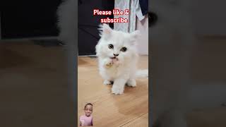 youtubevideos trending funny chinese catlover instagram2024 instareels [upl. by Otrevire]