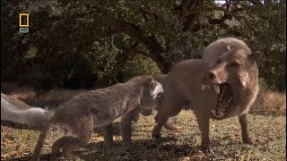 Killer Pig Entelodon Daeodon vs Amphicyon Beardog  Prehistoric Predators Episode 6 [upl. by Pooley]