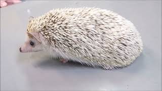 ふらつき症候群  Wobby Hedgehog Syndrome  erizo  landak  nhím  Igel  hérisson  قنفذ  झाऊ चूहा [upl. by Crofton975]