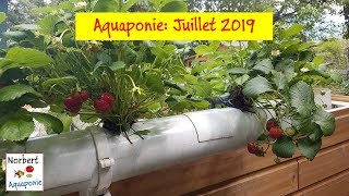 🐟🌿 Aquaponie  Juillet 2019 [upl. by Zabrina]