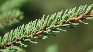 Picea mariana Pinaceae black spruce [upl. by Aubigny662]