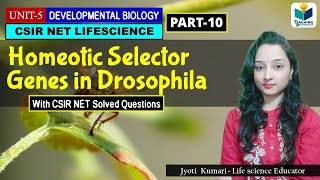 HOMEOTIC SELECTOR GENES OF DROSOPHILA  DEVELOPMENTAL BIOLOGY OF DROSOPHILAPART10 CSIR NET [upl. by Line]