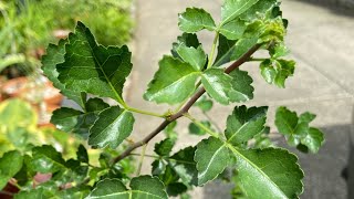 Myrrh Trees  Growing Commiphora Part 1 [upl. by Tomasz]