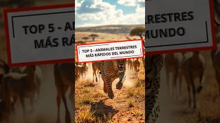 TOP 5  Animales mas rápidos del mundo 🐆 top5 curiosidades sabiasque datoscuriosos velocidad [upl. by Aimik]