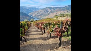 DOURO VALLEY PORTUGAL [upl. by Hillell]