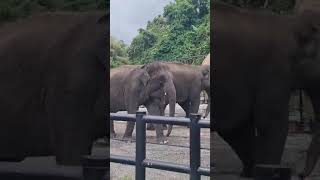 Gajah Lembang Park Zoo shorts [upl. by Yirinec252]