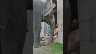 Elephant Love  Srirangam Temple Elephant Andaal conversing with Mahout [upl. by Einattirb]