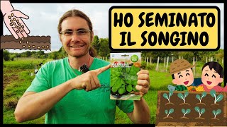 COME e QUANDO seminare la VALERIANA o SONGINO utilizzando la BAULATURA  Tutorial Agricoltura [upl. by Argyle]