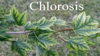 Iron Chlorosis on Red Maple [upl. by Minsk]