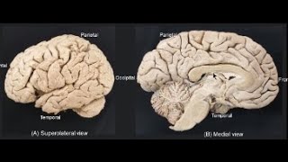 Major lobes and sulci of brain [upl. by Seamus195]