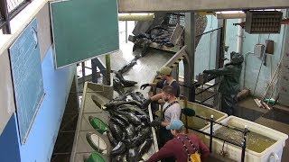 Salmon River Hatchery  Eggtake amp Fertilization Process [upl. by Alenson]