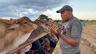 Feedlot infrastructure design feed and water troughs [upl. by Gustafsson]